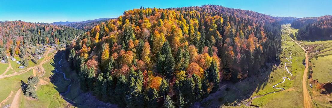 Yayla & Orman & Kamp