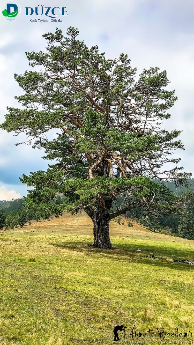 Düzce Kızık Yaylası Fotoğrafları (2018)