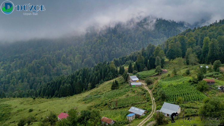 Düzce Odayeri Yaylası - Yanık (2018)