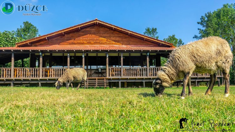 Düzce Kaynaşlı İlçesi Saz Köyü (2018)