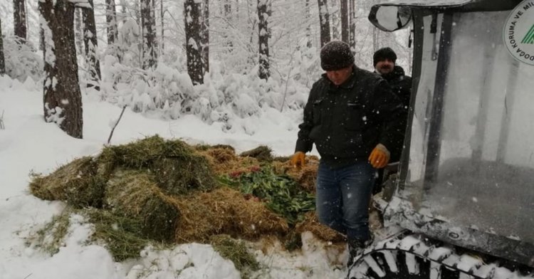 Yaban hayvanları için doğaya yem bırakıldı!