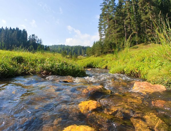 Düzce Balıklı Yaylası