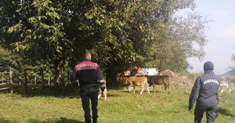 Kaybolan hayvanları jandarma buldu
