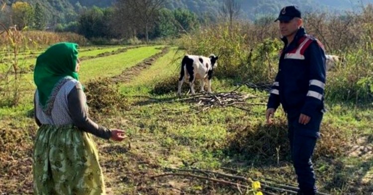 Kayıp buzağıları jandarma buldu!