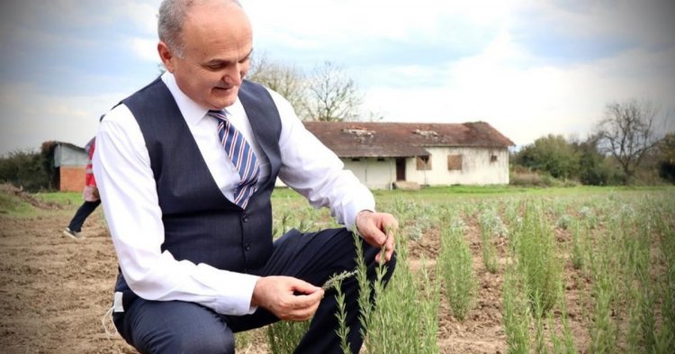 Tıbbi aromatik bitkiler toprakla buluşmaya başladı!