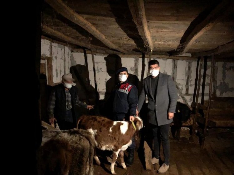 Kayıp hayvanlar sahiplerine kavuştu!