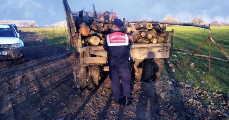 Kaçak ağaç kesenler hakkında işlem başlatıldı!