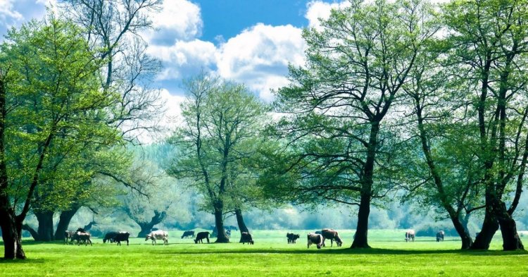 Engelsiz Yaşam Pikniği etkinliği yapılacak