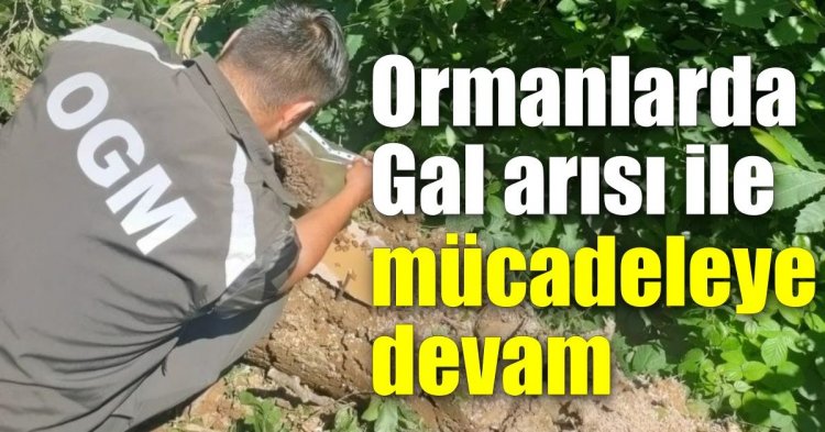 Ormanlarda Gal arısı ile mücadeleye devam