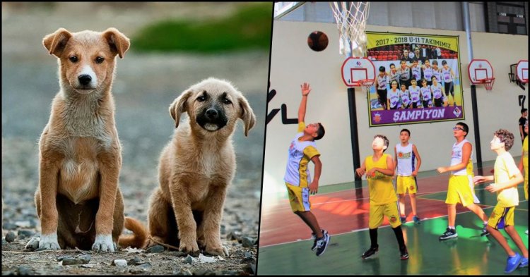 Düzce Basket GSK'dan sokak hayvanları için turnuva